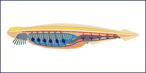 Infografik P